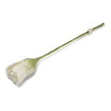 Filz-Tulpe
