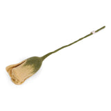 Filz-Tulpe
